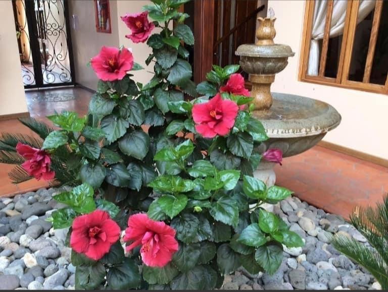 Casa Hibiscus Boutique Hotel Cuenca Esterno foto